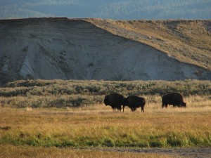 Scenes from Yellowstone Scenes from Yellowstone