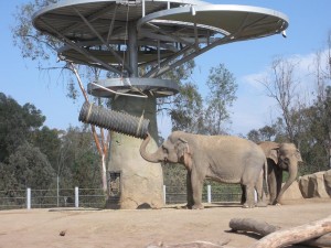Scenes from the San Diego Zoo II Potential new recruit for the ride... hey, it worked for Hannibal.