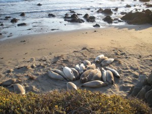 Seals sunbathing on the beach Seals sunbathing on the beach