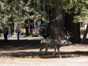Some local fauna... ahem... look at that rack! Some local fauna... ahem... check out that rack!