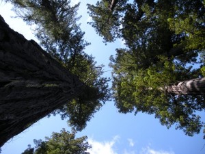 Timber! Timber!